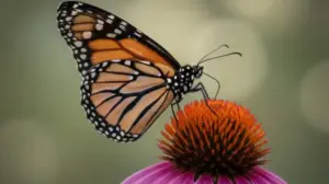 Motyl po niemiecku