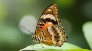 Motyl Po Niemiecku